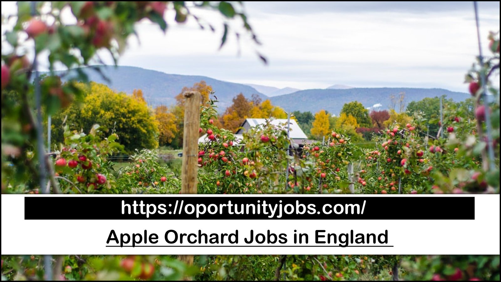 Apple Orchard Jobs in England with Visa Sponsorship (Earn upto £12 per Hour)