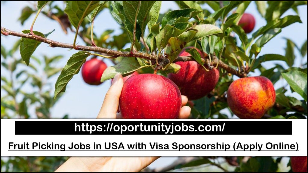 Fruit Picking Jobs in USA with Visa Sponsorship (Apply Online)