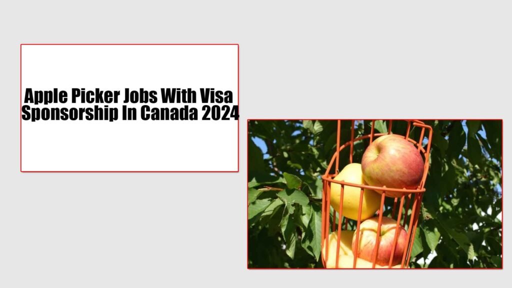 Apple Picker Jobs With Visa Sponsorship In Canada 2024