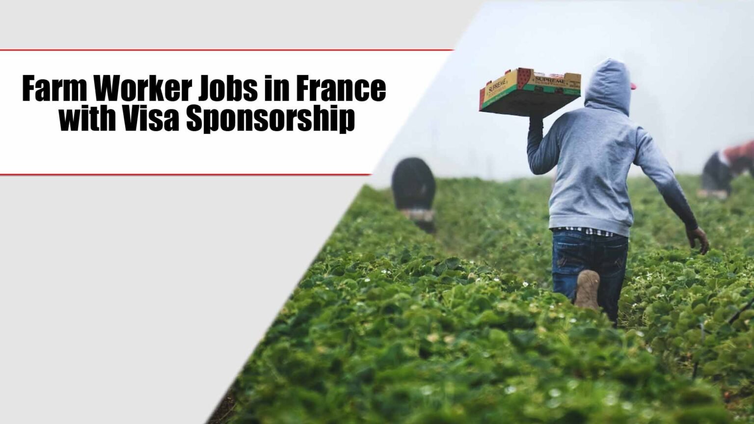 Farm Worker Jobs in France with Visa Sponsorship - oportunityjobs