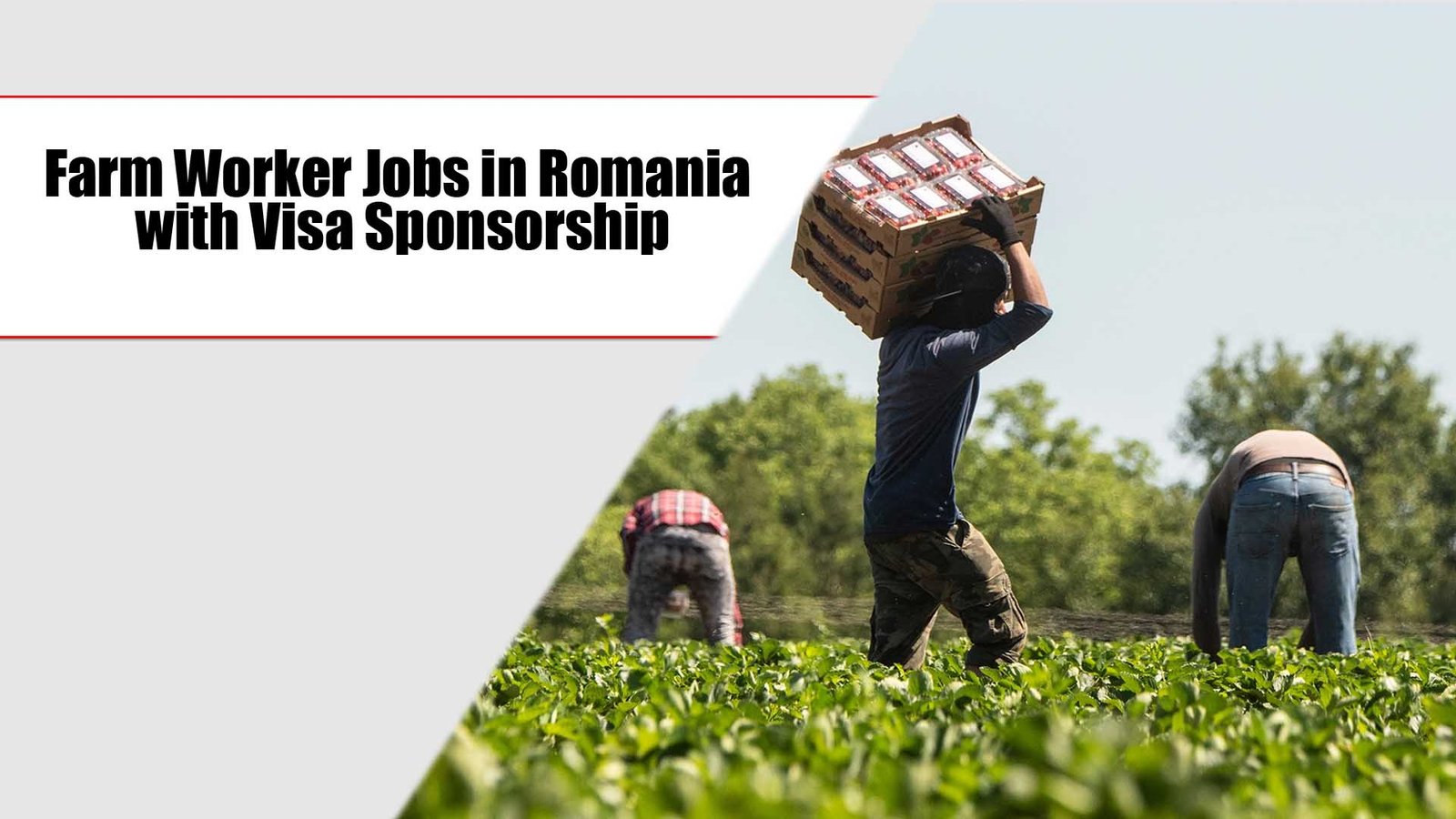 Farm Worker Jobs in Romania with Visa Sponsorship