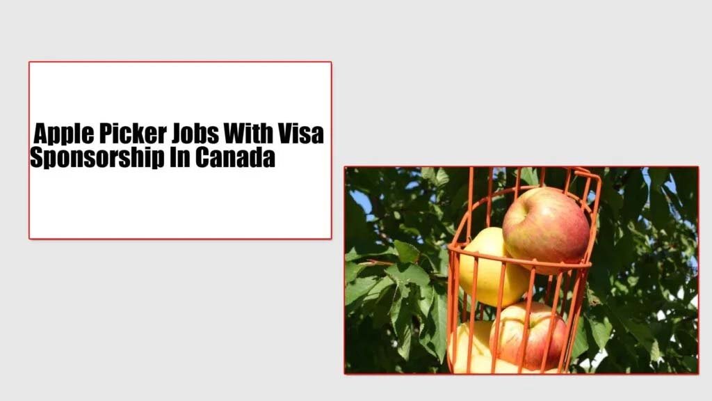 Apple Picker Jobs With Visa Sponsorship In Canada 2024 ($11.43/Hour)