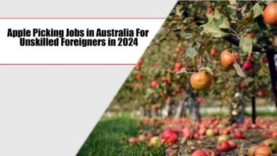 Apple Picking Jobs in Australia 2024 for Unskilled Foreigners