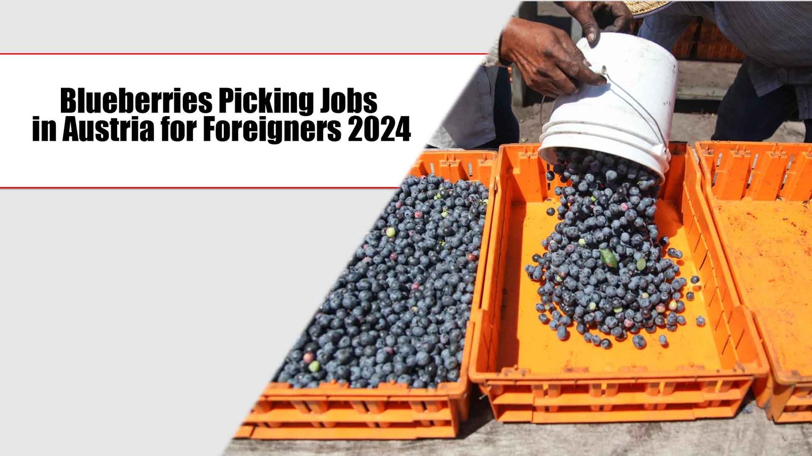 Blueberries Picking Jobs in Austria for Foreigners 2024