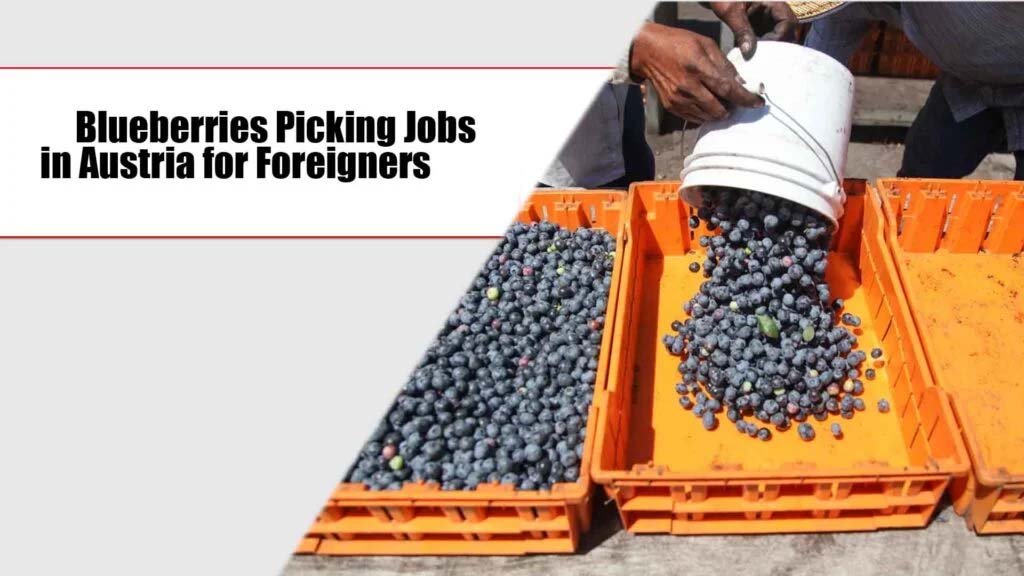 Blueberries Picking Jobs in Austria for Foreigners 2025 (Apply Online)