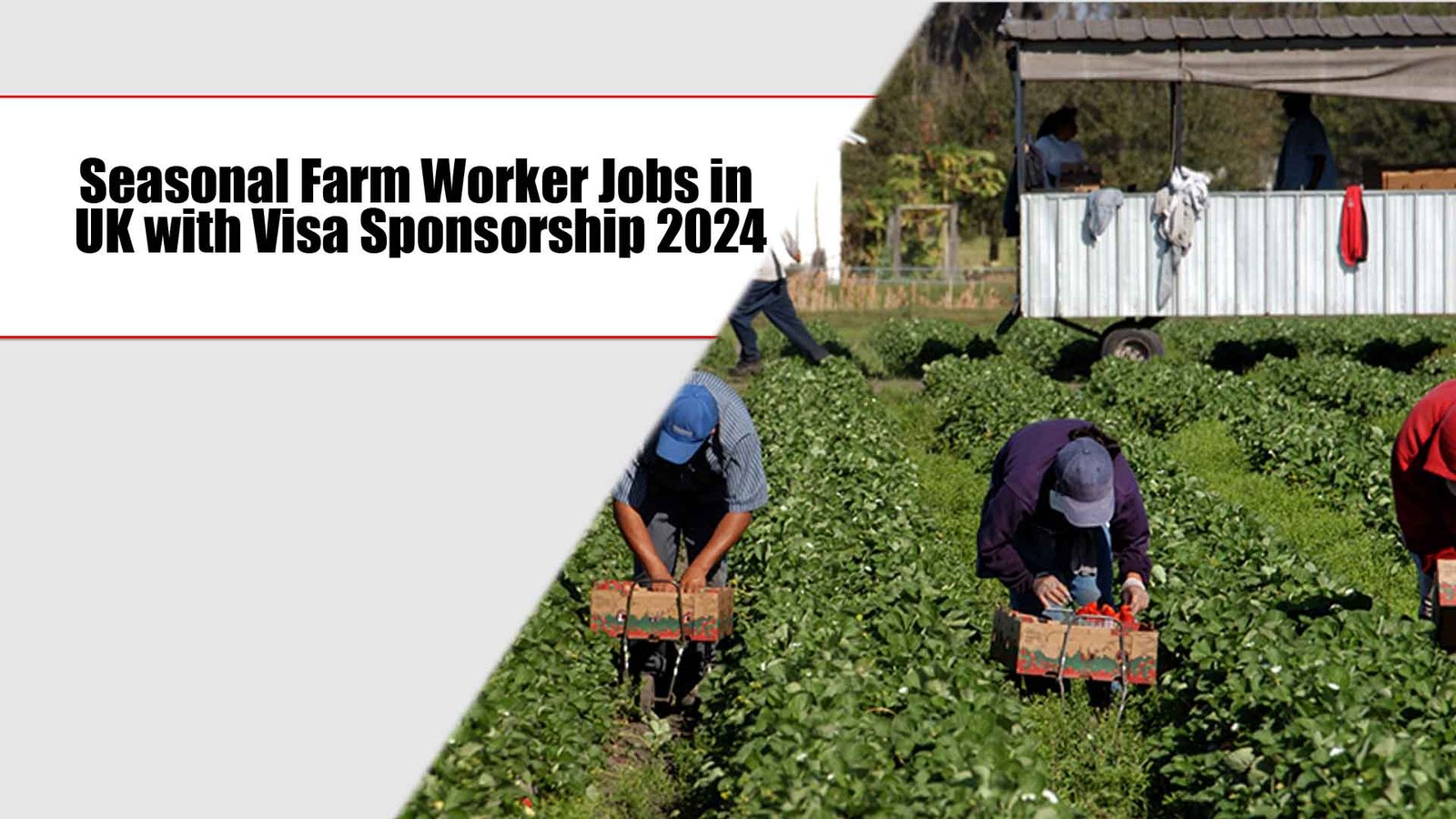 Seasonal Farm Worker Jobs in UK with Visa Sponsorship 2024