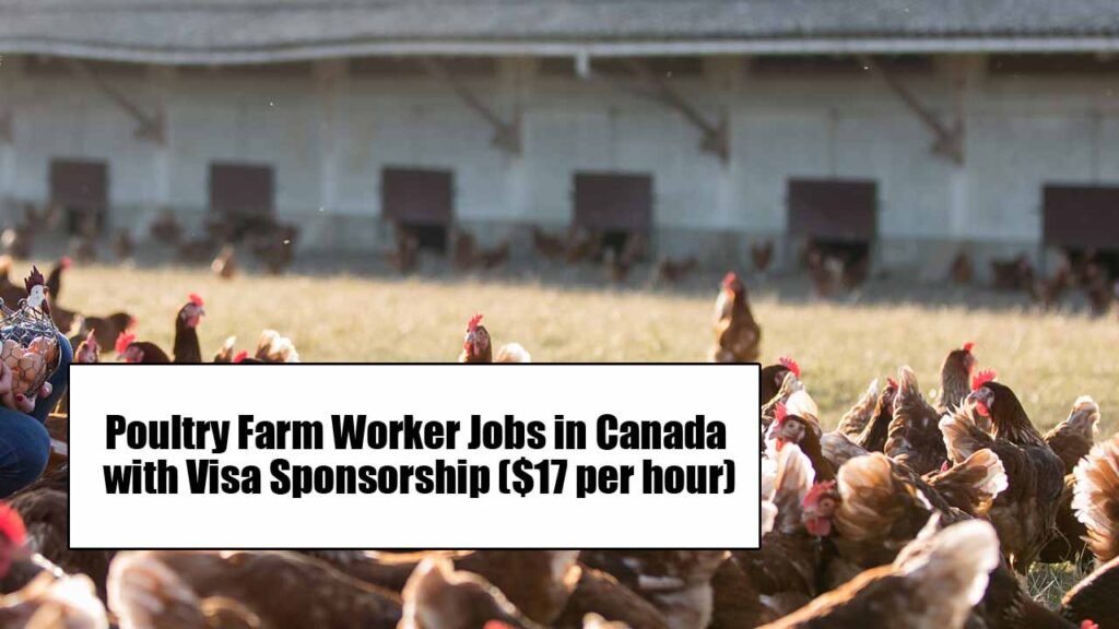 Poultry Farm Worker Jobs in Canada with Visa Sponsorship ($17 per hour)