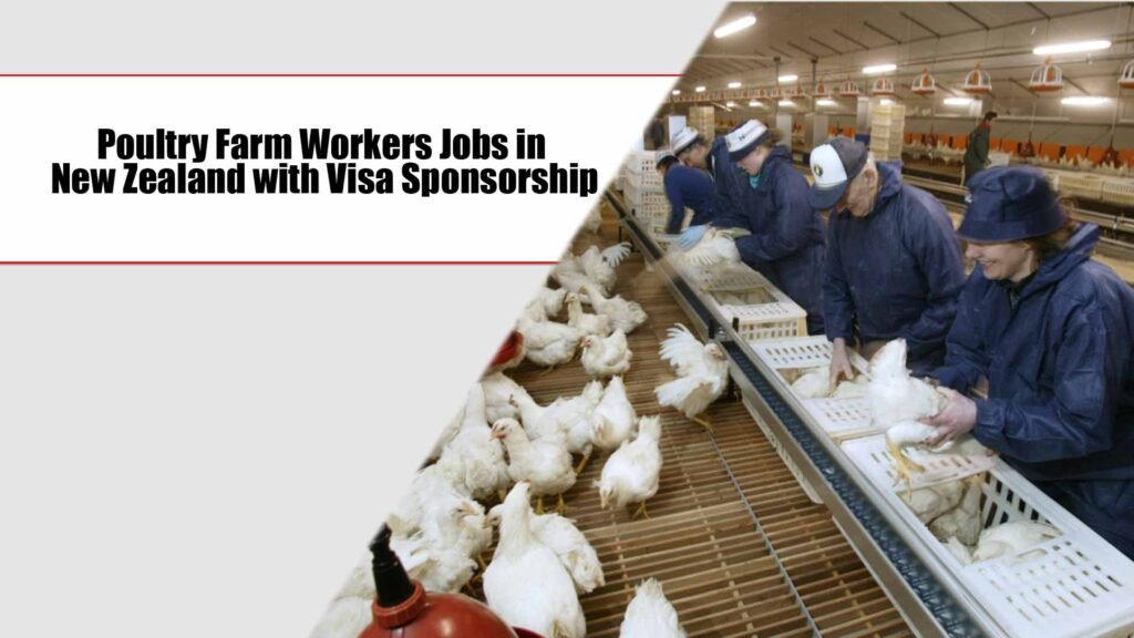 Poultry Farm Workers Jobs in New Zealand with Visa Sponsorship – Apply Now