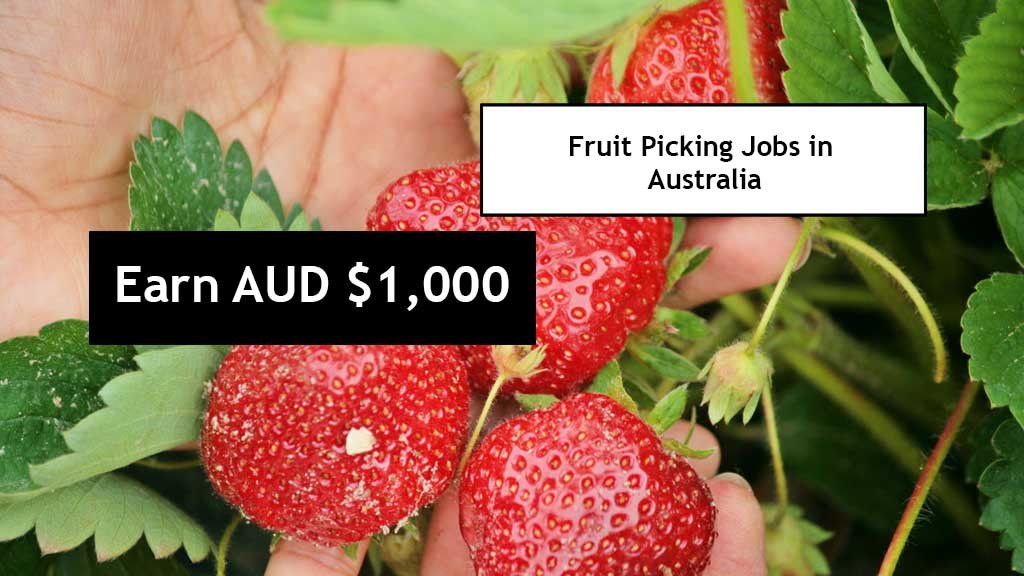 Visa Sponsorship Fruit Picking Jobs in Australia