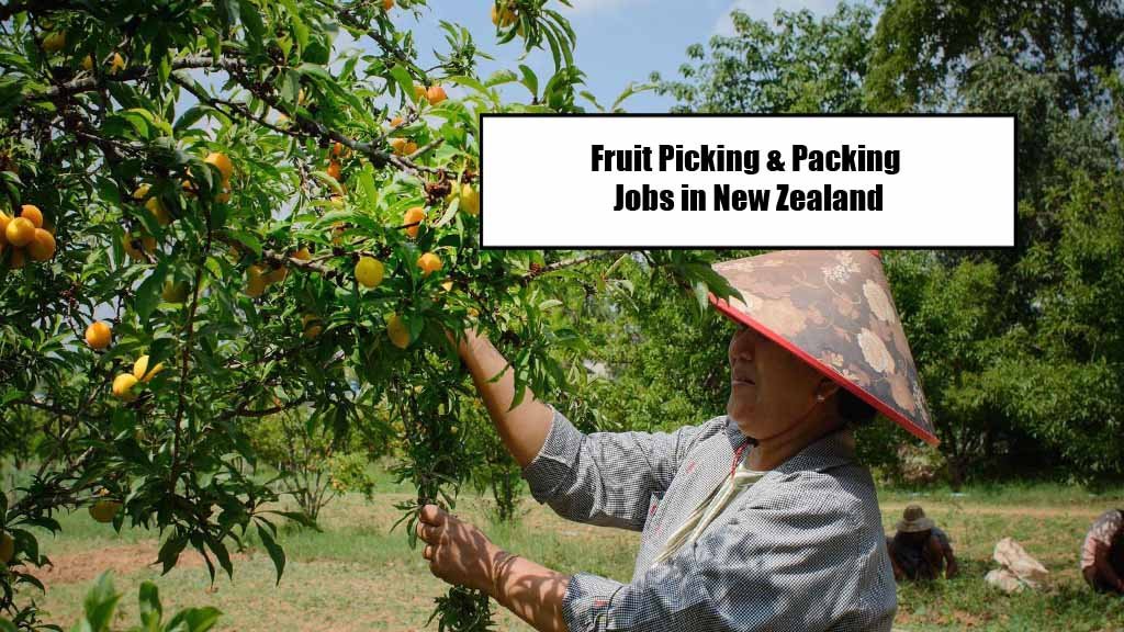 Fruit Picking & Packing Jobs in New Zealand with Visa Sponsorship