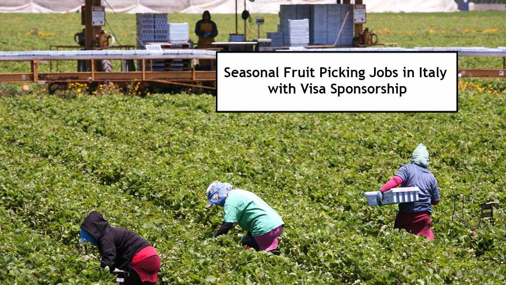 Seasonal Fruit Picking Jobs in Italy with Visa Sponsorship