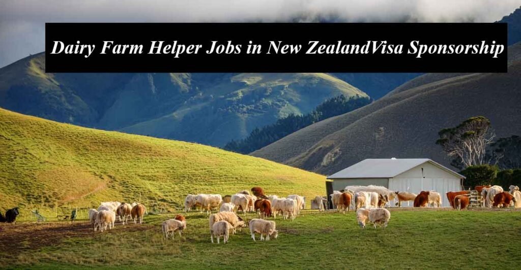 Dairy Farm Helper Jobs in New Zealand with Free Visa Sponsorship
